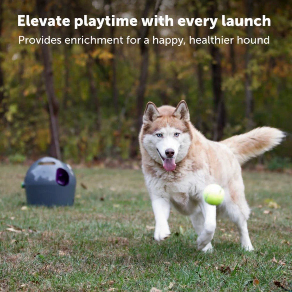 PawLauncher